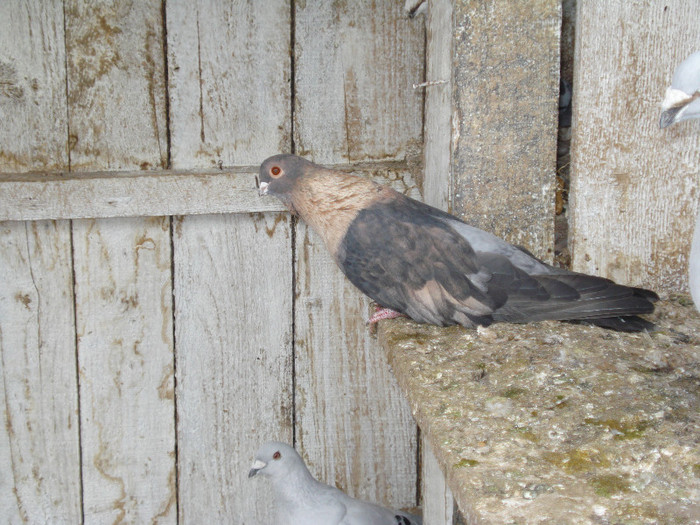 DSC07959 - porumbei egiptian swift