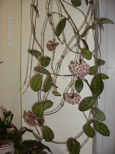 HPIM1683 - hoya carnosa 2012