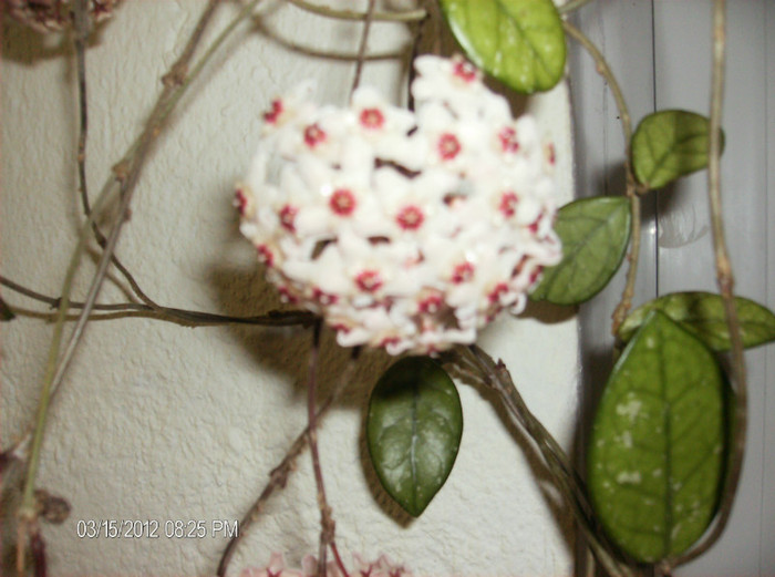 HPIM1684 - hoya carnosa 2012