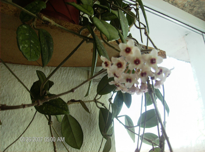 HPIM1674a - hoya carnosa 2012