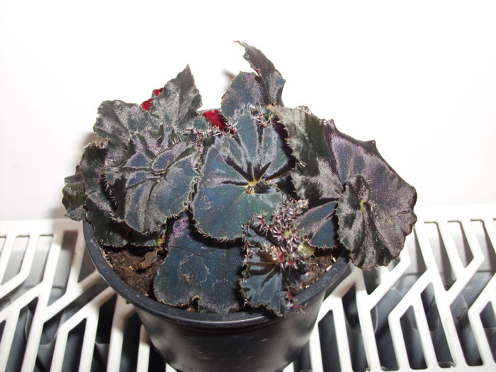 BEGONIE NEAGRA - 1 ACHIZITII PLANTE 2012