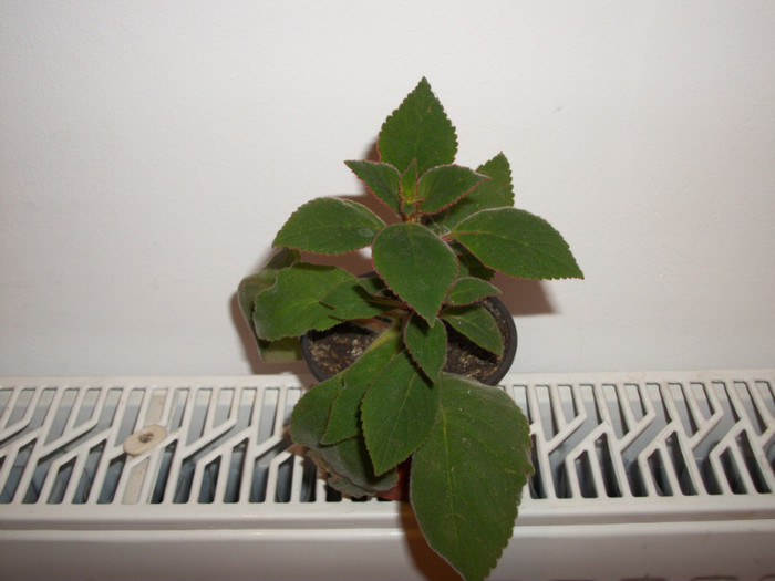 KOHLERIA - 1 ACHIZITII PLANTE 2012