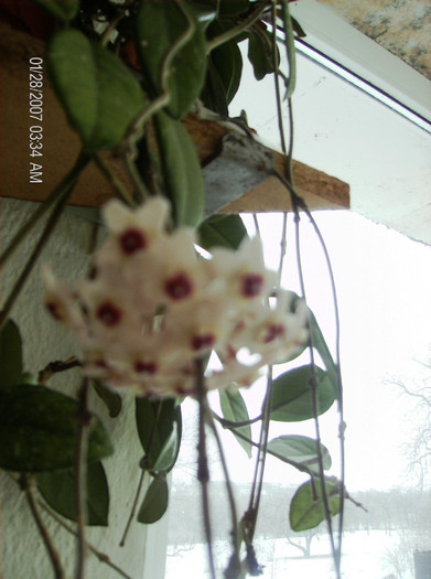 HPIM1699 - hoya carnosa 2012