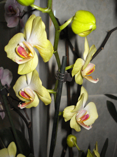18.04.2012 - ORHIDEE 2010 - 2014