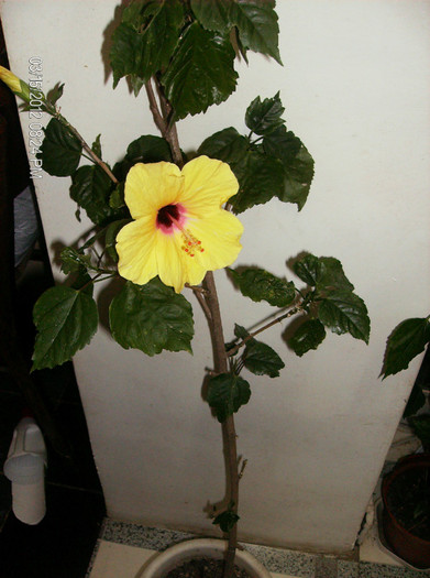 martie 2012 - hibiscus 2012-1