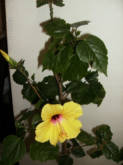 HPIM1681 - hibiscus 2012-1