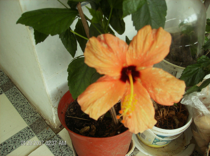 HPIM1643 - hibiscus 2012-1