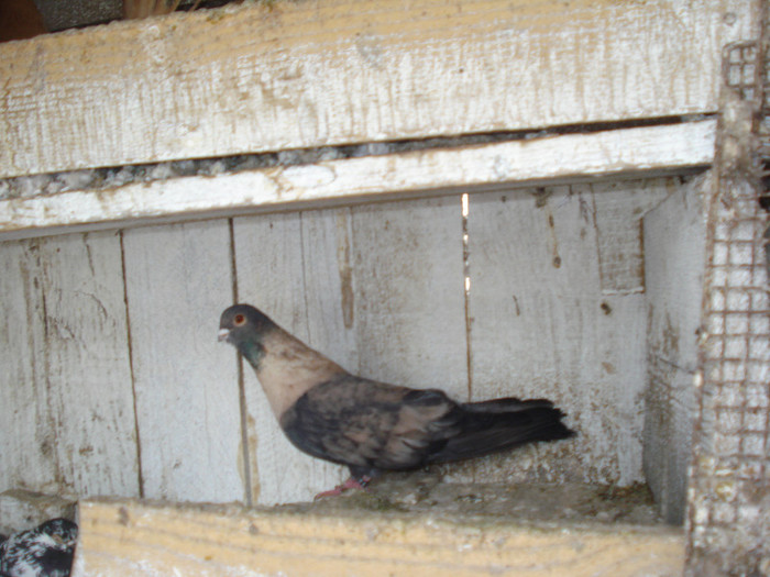 f 2010 - porumbei egiptian swift