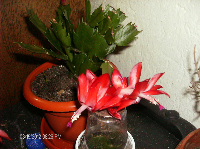 HPIM1687 - schlumbergera 2011_2012