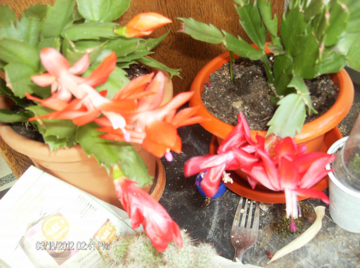 HPIM1716 - schlumbergera 2011_2012