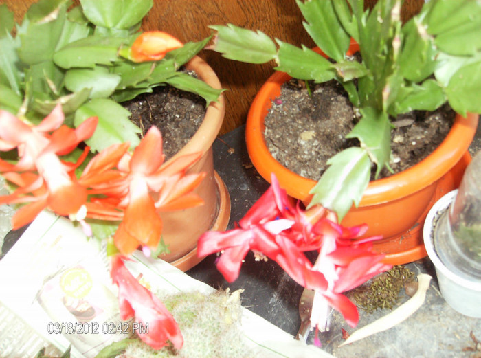 HPIM1717 - schlumbergera 2011_2012