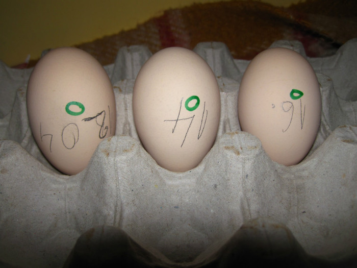 1.; am selectionat oua de la o singura rasa, pentru ca scopul este sa inmultesc aceasta rasa mai ales si
