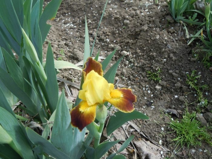 iris timpuriu, de talie mijlocie, galben cu cafeniu; 14 apr 2012
