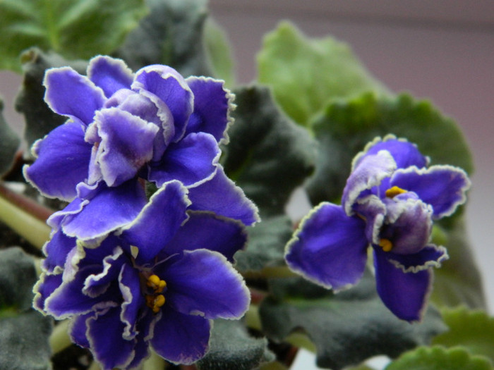 bewitching blue - 0  violete