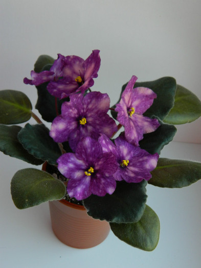 phobos - 0  violete