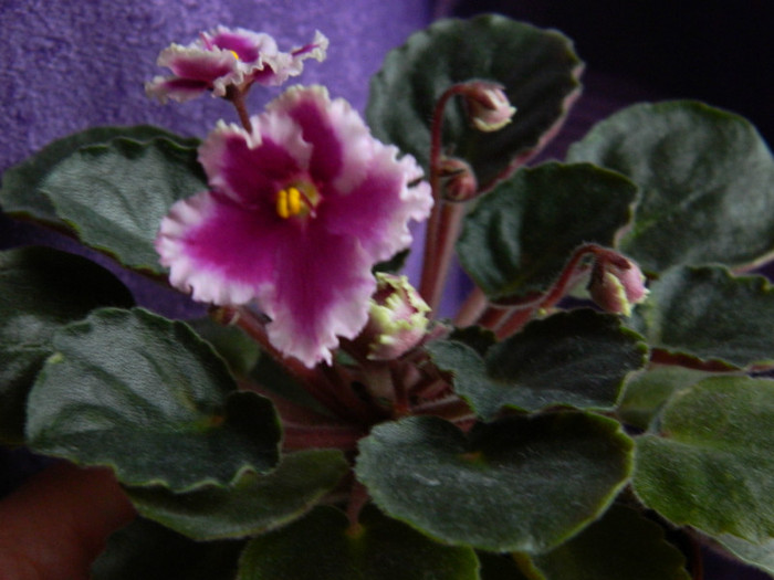 optimara everlove - 0  violete