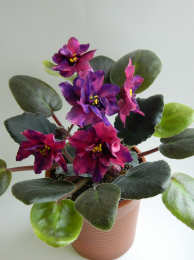 strelets elit - 0  violete