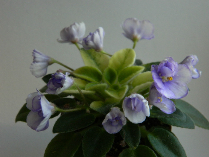 necunoscuta mini variegatie crown - 0  violete