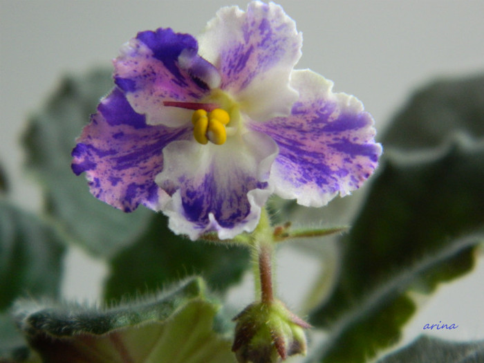 amur - 0  violete