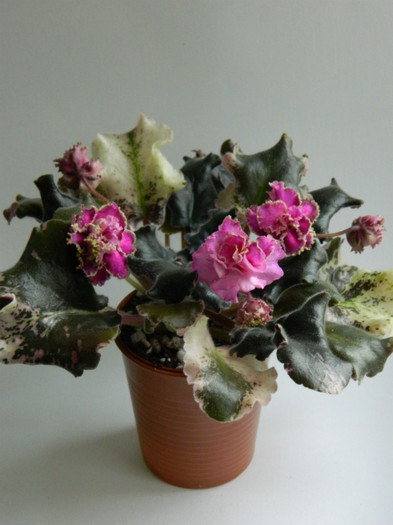 wrangler's gaudy lady