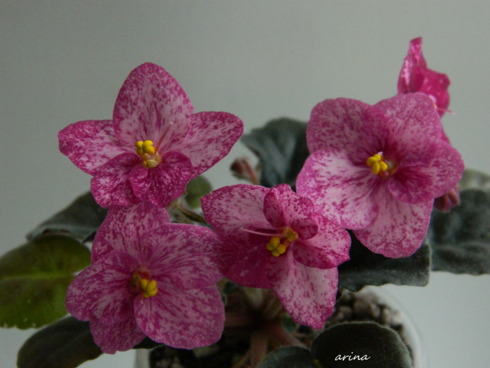 buckeye cherry freckles - 0  violete