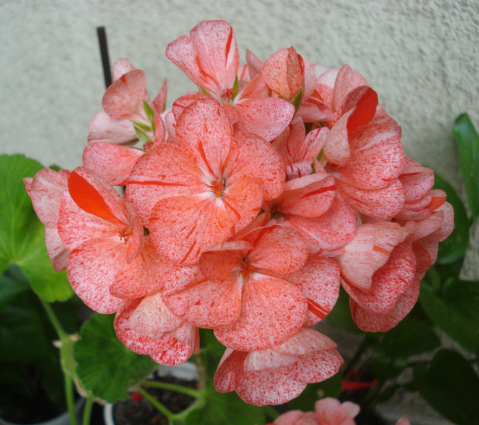 Mosaic Red - Aprilie 2012 - Muscate Sieberz