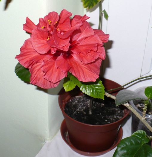P1380466 - hibiscusi 2012