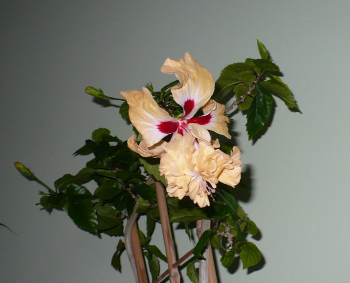 18 apr - hibiscusi 2012
