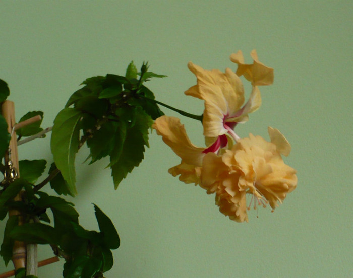 P1380481 - hibiscusi 2012