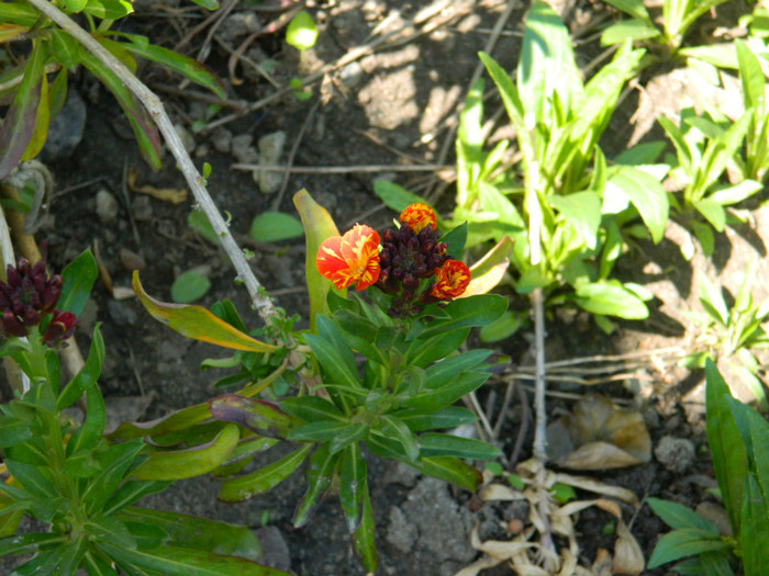 DSCN2463