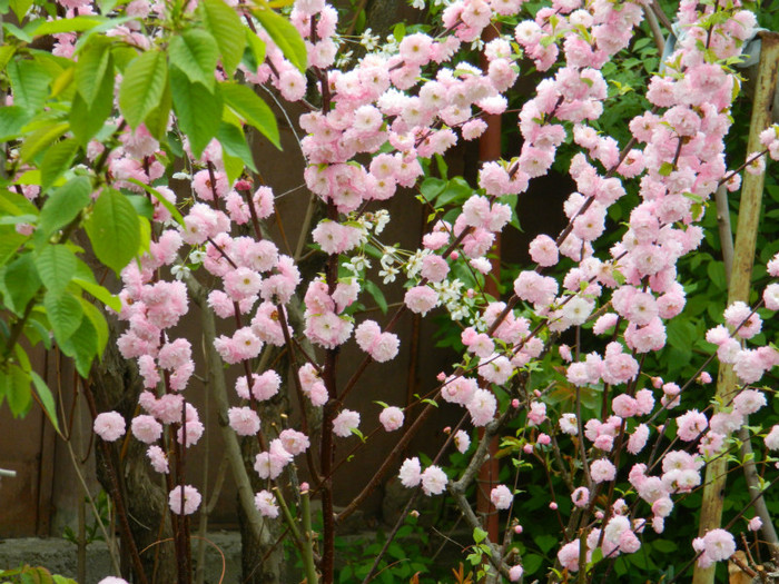 DSCN2504