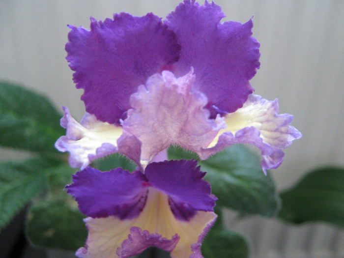  - streptocarpus Silvia