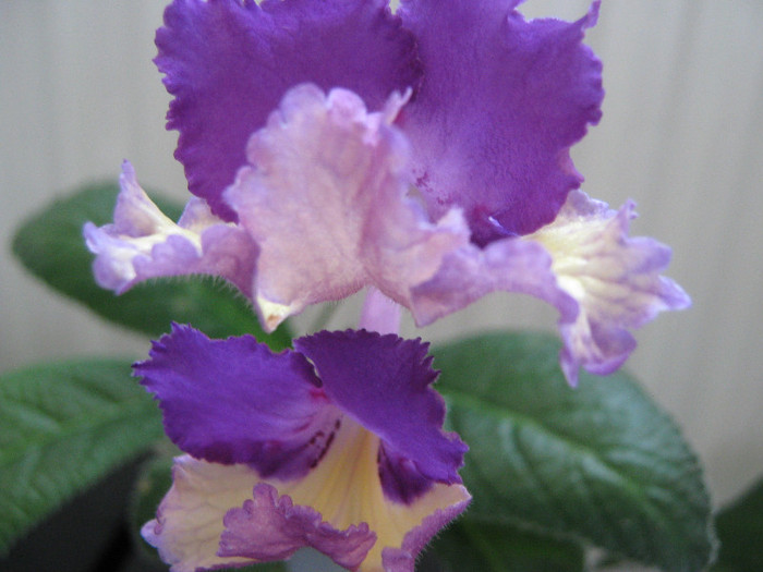  - streptocarpus Silvia