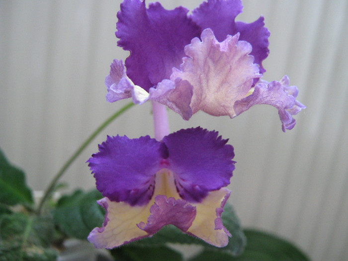  - streptocarpus Silvia