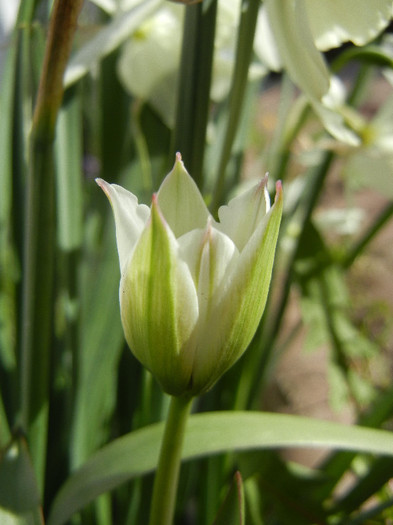 Tulip Alba Coerulea Oculata (2012, Apr.16) - Tulipa Alba Coerulea