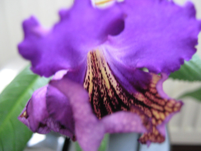  - streptocarpus Eve