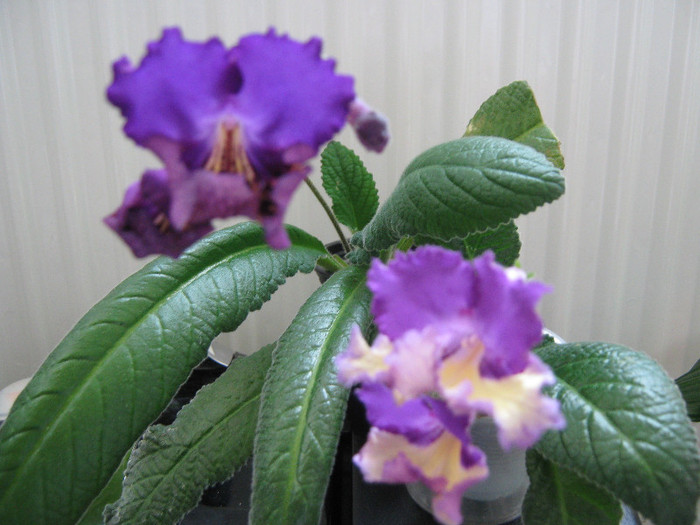 eve,silvia - streptocarpusi