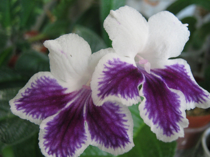  - streptocarpus Bristols Tie Dyed