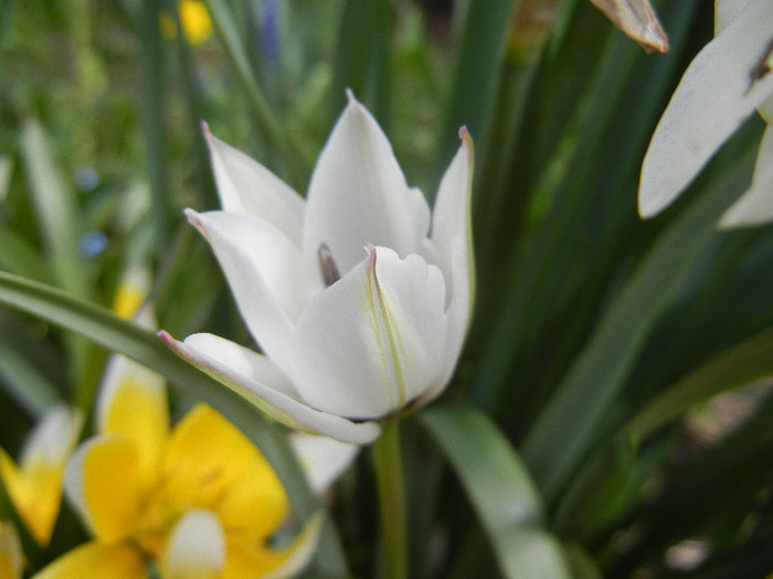 Tulip Alba Coerulea Oculata (2012, Apr.17) - Tulipa Alba Coerulea