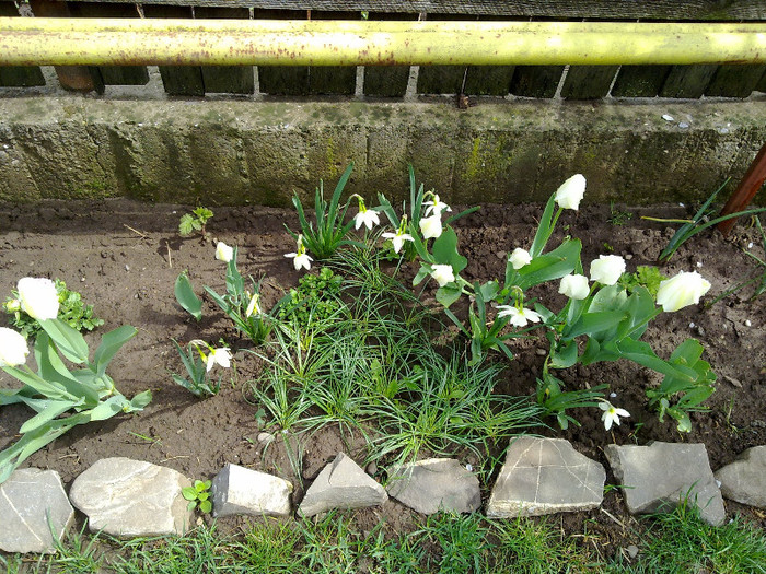 ikebana...cu crocus,narcise si lalele albe - PRIMAVARA