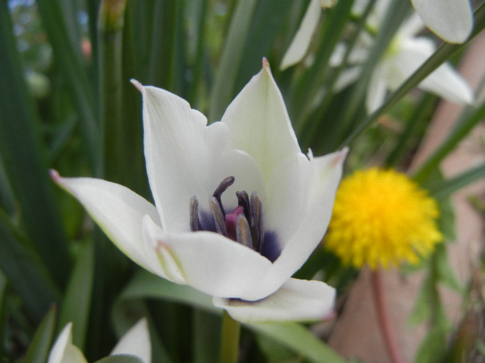 Tulip Alba Coerulea Oculata (2012, Apr.17) - Tulipa Alba Coerulea