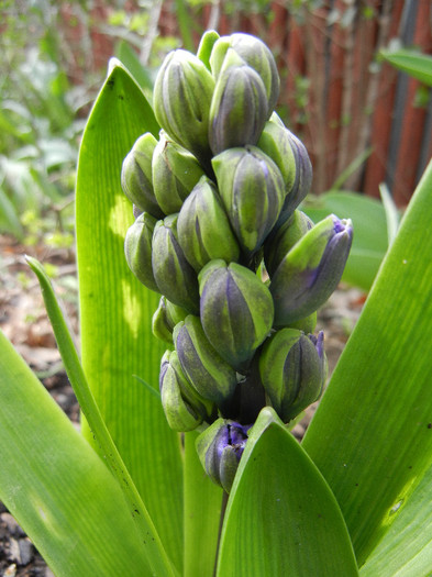 Hyacinth Isabelle (2012, April 17)