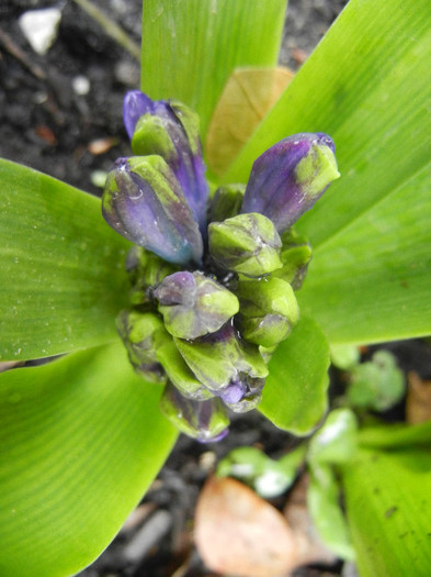 Hyacinth Isabelle (2012, April 17) - Hyacinth Isabelle