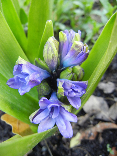 Hyacinth Isabelle (2012, April 19) - Hyacinth Isabelle