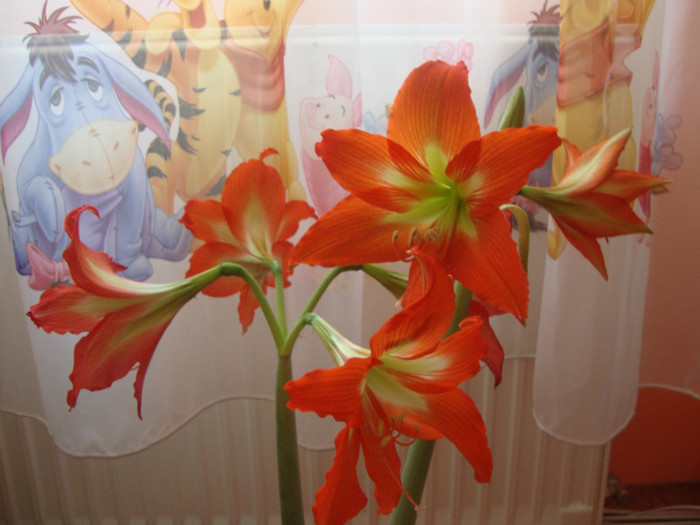  - florile mele2