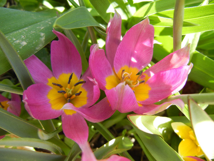 Tulipa pulchella Violacea (2012, April 19) - Tulipa Pulchella Violacea