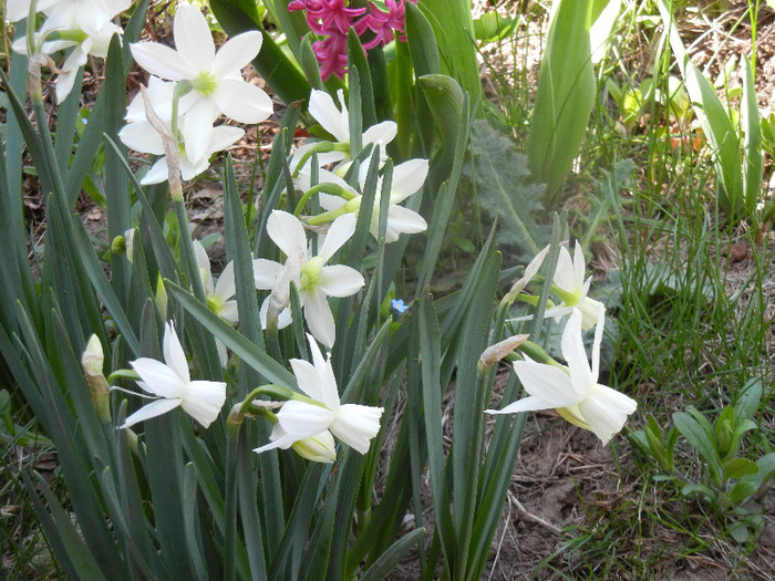 Narcissus Thalia (2012, April 13) - Narcissus Thalia