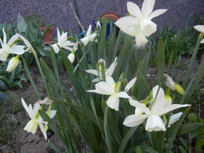 Narcissus Thalia (2012, April 13) - Narcissus Thalia