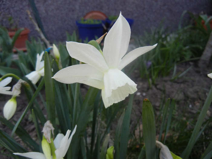 Narcissus Thalia (2012, April 13)