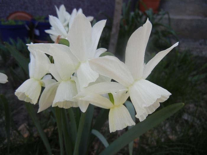 Narcissus Thalia (2012, April 13) - Narcissus Thalia
